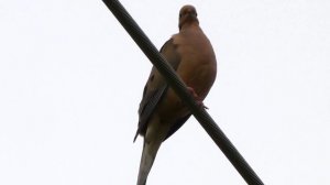 Mourning dove call / coo / sounds | Bird