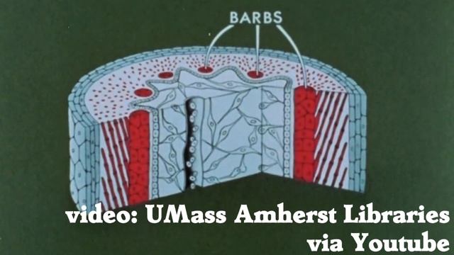 How do Feathers Grow? - Feather Formation