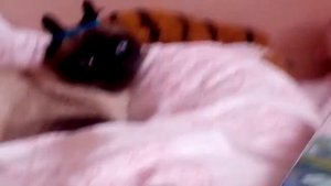 Ухи ухи ухи