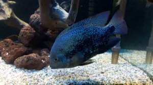 Vieja guttulata (вьеха гуттулата) возраст 2 года