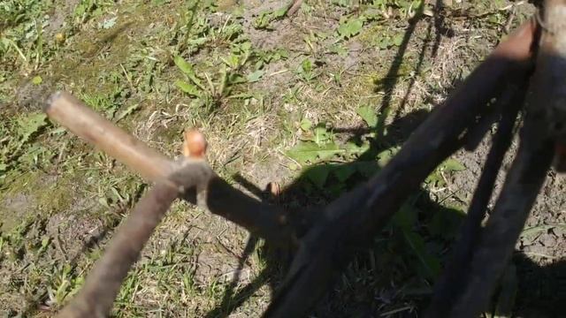 Виноград. Мороз на 4.05.24г смотреть онлайн