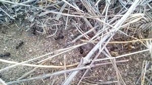 Лаэртский. Говно и муравей