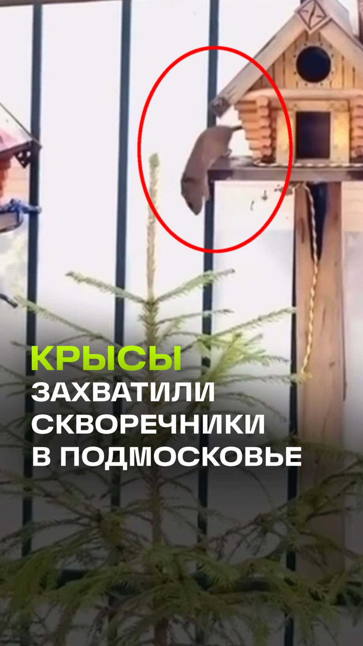 Крысы в скворечниках. В Подмосковье грызуны выбили птиц из их домов. В буквальном смысле.