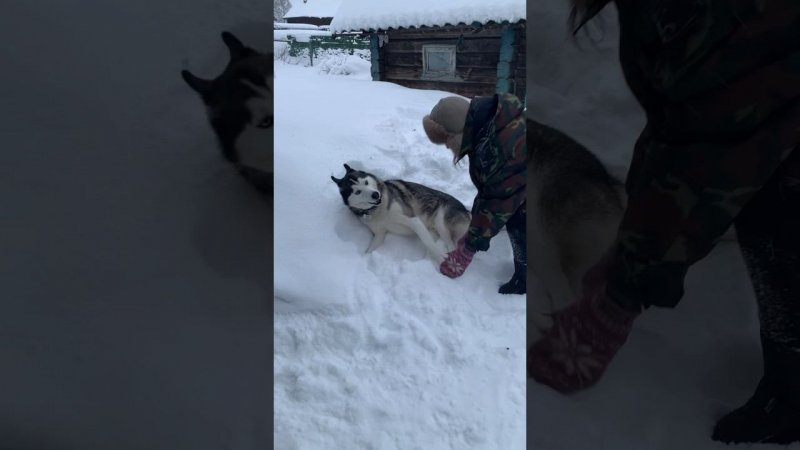 ❄️ Снежные игры с Брю #хаски #щенок #собака #БрюликиЛиска  #puppy #dog #funnydogs