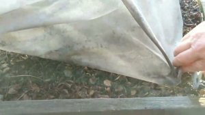 Укрываем розы в зиму