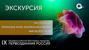 Экскурсия по IX Фестивалю. Японское море. Моллюски и медузы/ Мир Белого моря