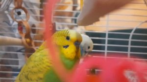 Сколько живут попугайчики? Продолжительность жизни  домашних птичек в неволе и в  воле♡🦜