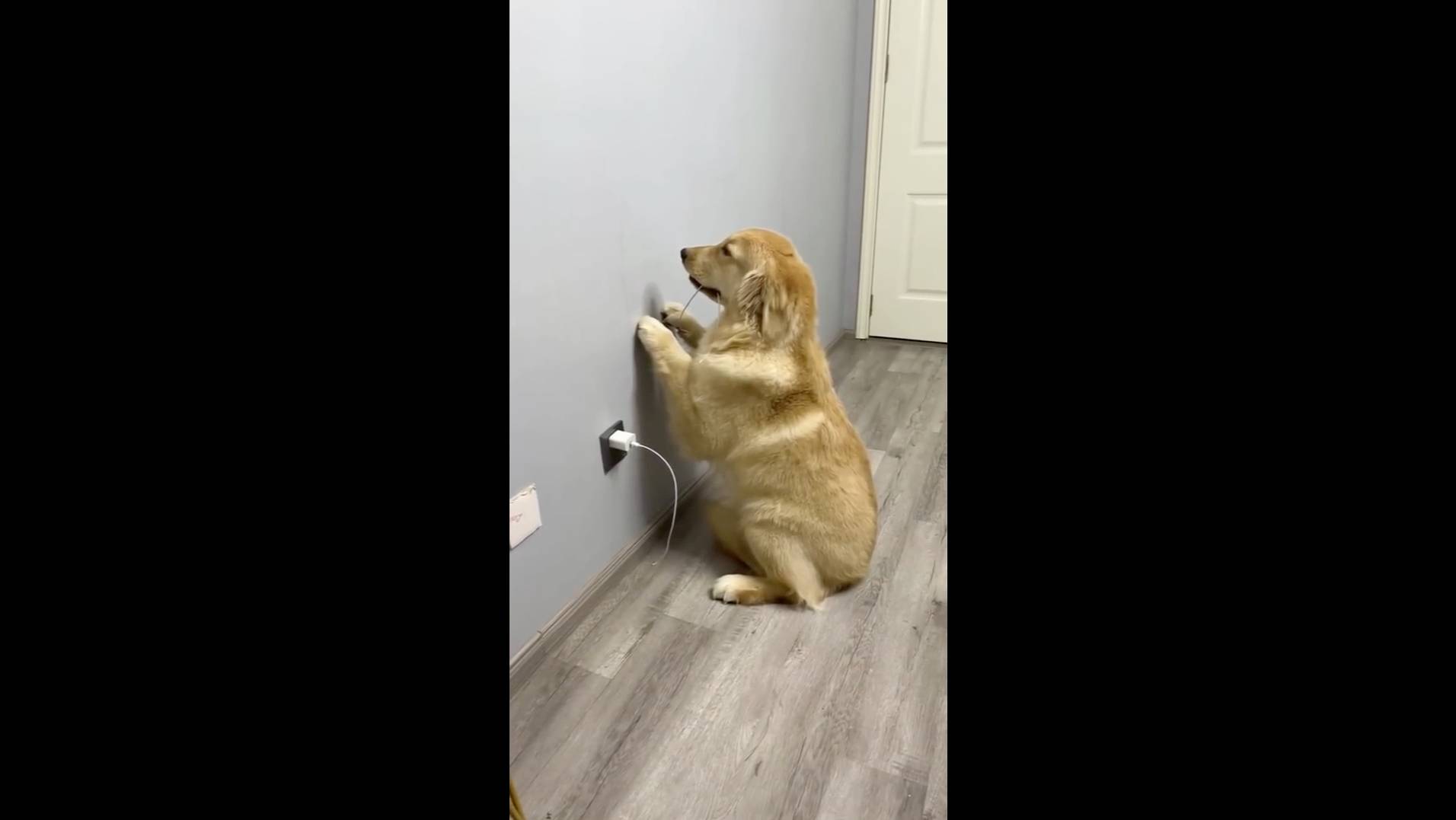 Попробуй не засмеяться №98 - Лучшие Приколы 2024. #шоу #shorts #ютубшортс #смех #приколы #мемы смотреть онлайн