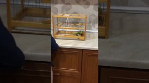 Как ухаживать за волнистыми попугаями обучение￼￼