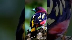 Очень красивые и милые птички!