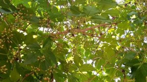 Пчелы в действии