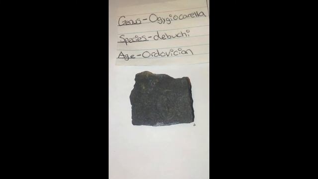 Common fossils of the Paleozoic era