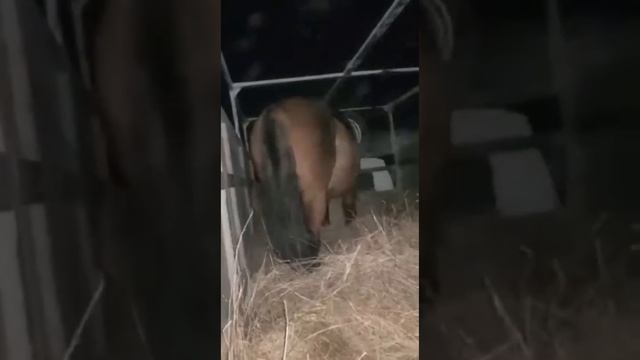 Мұғалжар жылқысы Атырауға айғыр жөнелту сəті. Мугалжарская порода продажа разведение лошади жабагы