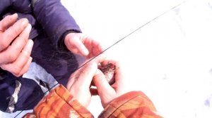 +18( тут иногда матерятся)Ловля певчих птиц Орнитологическая сеть