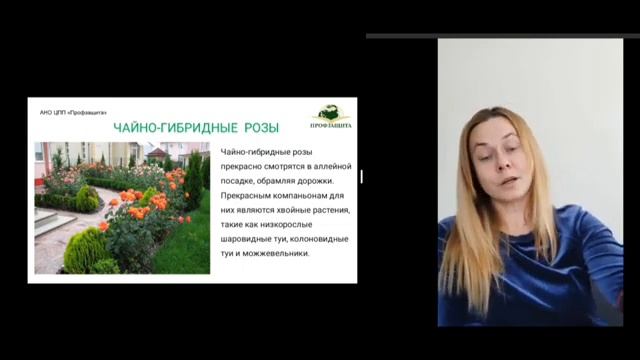 Розарии