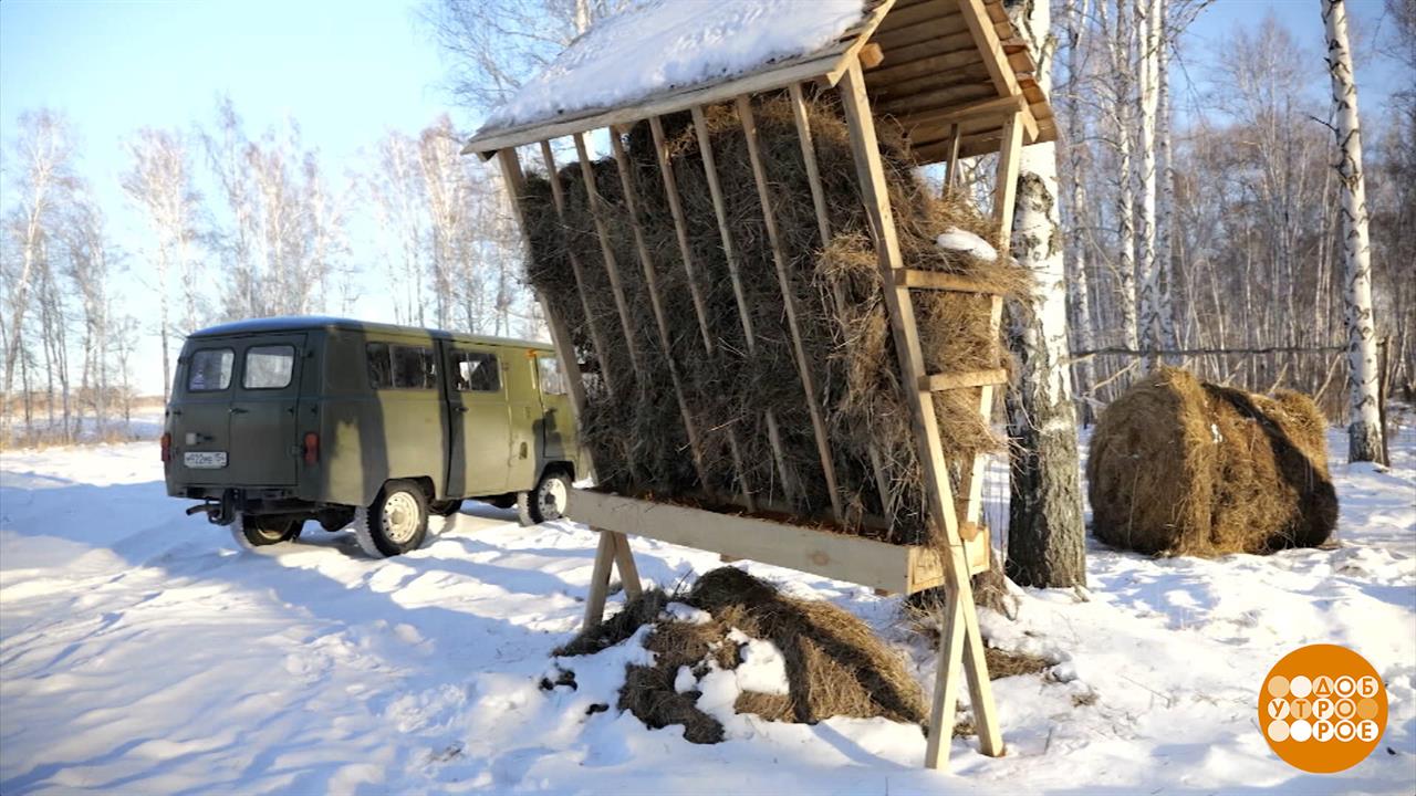 Кабанам - овес, лосям - веники. Доброе утро. Фрагмент выпуска от 09.12.2024