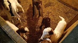 Режим кормления наших козлят)))Растут мои крошки)