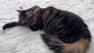 Расслабляющее мурчание кота. Релакс. Медитация