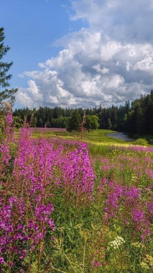 Пьем Иван-чай с удовольствием.