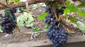 Виноградные манипуляции сегодня. Школа Рыкалина А.П.