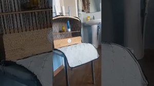 Канарейка овсяночного напева заводчик Парвиз Таджикистан