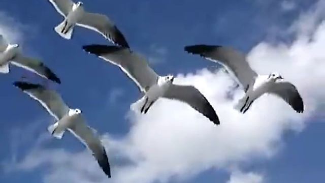 Чайки