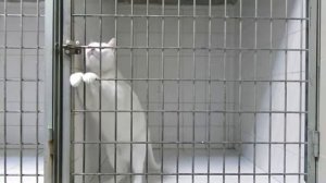 [CAT] Hidden camera shows cat performing amazing jailbreak-Funny Cats-Funniest Cats-new 2015