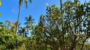 Таиланд, Ko Samui, Чавенг-Бич - First Bungalow Beach Resort 3 Star