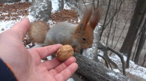 Рыжая белка и орехи