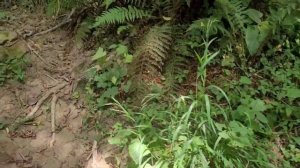 Животный и растительный мир субтропиков удивляет