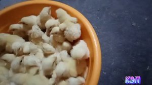 Вакцинирую от Ньюкасла.