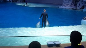 Москвариум 2016ч5  Дельфины