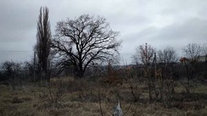 ястреб тетеревятник - 29 - притравка на вабило зайца