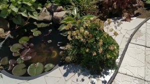 Преображение сада: декор забора из рабицы, серебристый цветник, альпийская горка и другие проекты.