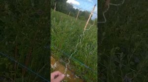 Голубика. Сетка от птиц.