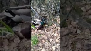 Смерть утки