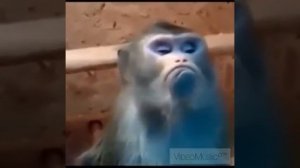 Обезьянка-я обиделась!