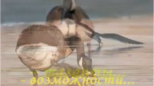 ЧЕМУ ЛЮДИ МОГУТ НАУЧИТЬСЯ У ДИКИХ ГУСЕЙ