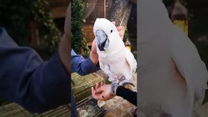 ШОК!!! Говорящий попугай смеется