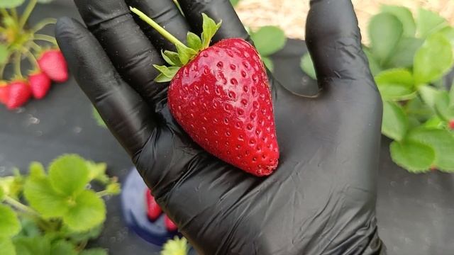 обзор Рикас НСД Испания. Земляничная Исландия.
