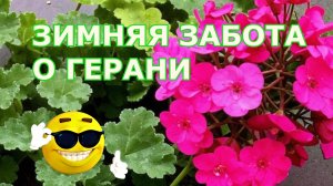 Уход за геранью: простые советы.