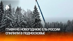 90-летняя красавица: как выбирали главную новогоднюю ель России