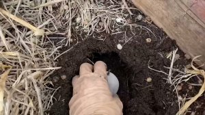 Посадка картофеля с настурцией, горохом, бобами