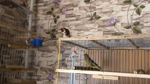 Щегол вышел из клетки