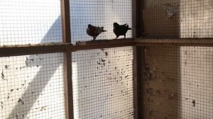 Бакинские голуби весна 2018