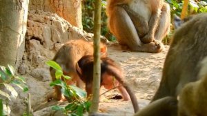 Poor little cute baby monkey request go back mom but female monkey not allow