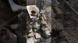 Индоутки семья улетела в Краснодар