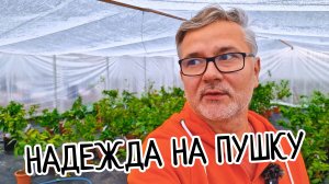 Ну вот и ВСЕ! За теплицей МИНУС. Надежда на ПУШКУ! Что будет с ЛИМОНАМИ? Спасет меня от МОРОЗА?