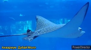 Аквариум Дубай Молл.