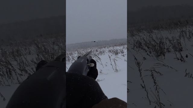 ЧЁТКИЙ ВЫСТРЕЛ! 😎👍Охота на тетерева на лунках.